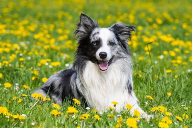 Çiçek çayırında Collie köpeği