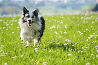 Çiçek çayırında Collie köpeği