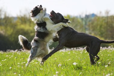 two dogs romp in a meadow  clipart