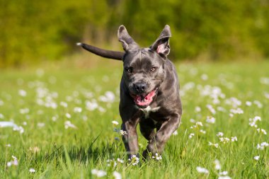 Çiçek çayırında Cane Corso köpeği