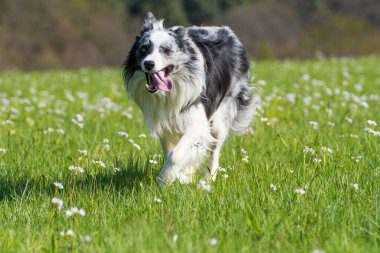Çiçek çayırında Collie köpeği