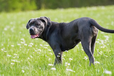 Çiçek çayırında Cane Corso köpeği
