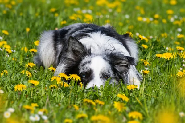 Border collie dog in a flower meadow