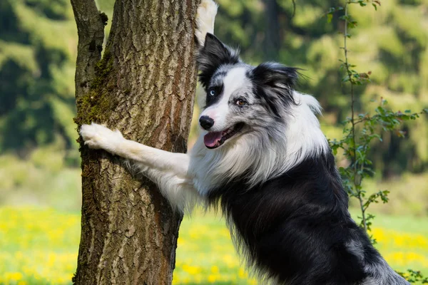 Hond Leunt Tegen Een Boom Met Voorpoten — Stockfoto