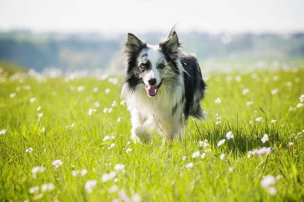 Border collie dog in a flower meadow