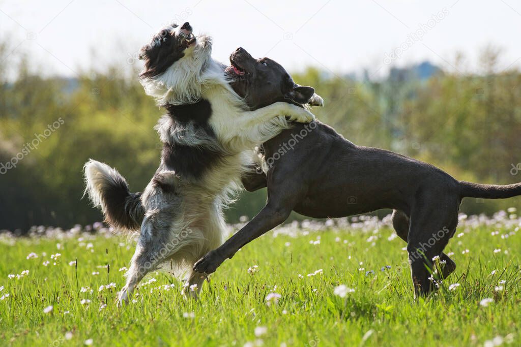 two dogs romp in a meadow 