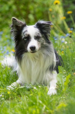 Çiçek çayırında Collie köpeği