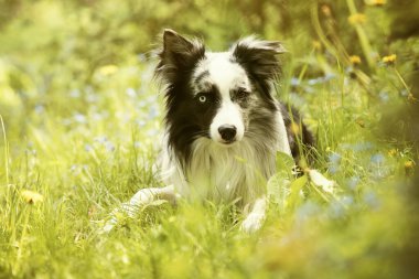 Çiçek çayırında Collie köpeği