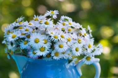 Bahçedeki papatya çiçeği buketi