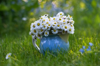 Bahçedeki papatya çiçeği buketi