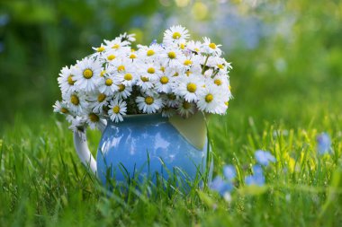 Bahçedeki papatya çiçeği buketi