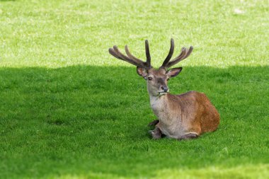 Yaz otlağında geyik
