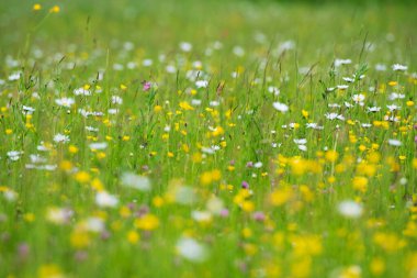Renkli yaz yabani çiçek çayırı 