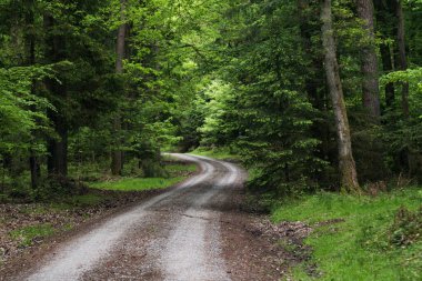 Ormandaki çakıl yolu. 