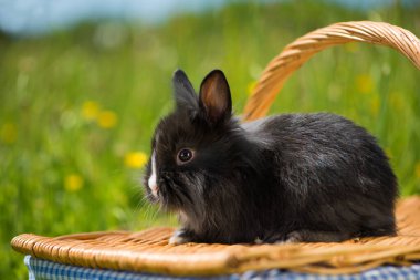 Genç cüce tavşan çayırda