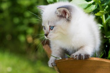 Bahçedeki İngiliz kısa hava kedisi