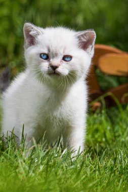 Bahçedeki İngiliz kısa hava kedisi