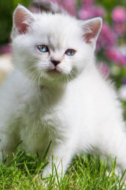 Bahçedeki İngiliz kısa hava kedisi