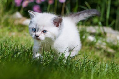 Bahçedeki İngiliz kısa hava kedisi