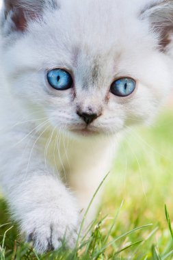 Bahçedeki İngiliz kısa hava kedisi