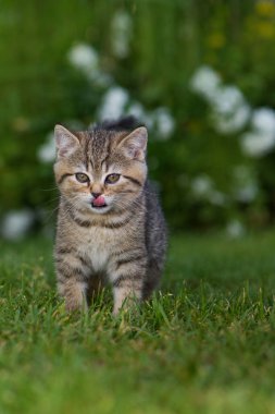Çayırdaki İngiliz kısa hava kedisi