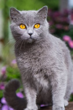 Genç İngiliz kısa hava kedisi Bahçedeki ağaç kütüğünde