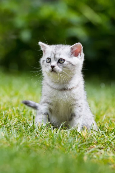 British shorthair kitten in a garden