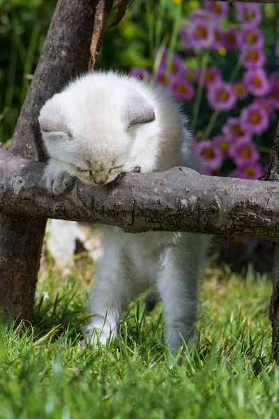 British shorthair kitten in a garden