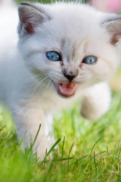 British shorthair kitten in a garden