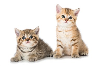 İki tekir kedicik beyazda izole edilmiş.