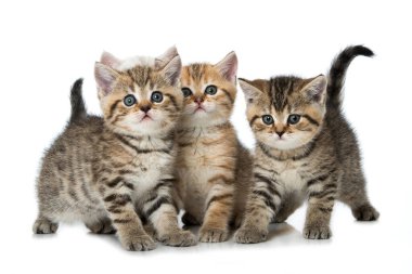 Dört tekir kedicik beyazda izole edilmiş.