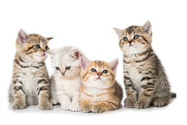 Dört tekir kedicik beyazda izole edilmiş.