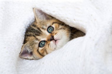 Beyaz battaniyeli tekir kedi yavrusu