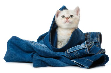 Beyazda izole edilmiş kot pantolonlu kedi yavrusu.