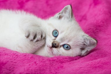 Pembe battaniyede şirin bir kedi yavrusu.