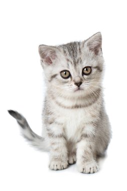 Beyaz tenli şirin tekir kedicik.