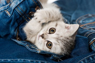 Mavi kotlu gümüş tekir kedi yavrusu