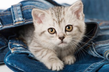 Mavi kotlu gümüş tekir kedi yavrusu