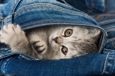 Mavi kotlu gümüş tekir kedi yavrusu