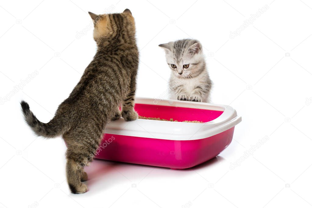 British shorthair kitten with cat toilett