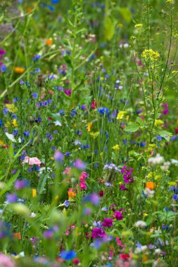 Renkli yabani çiçek çayırı