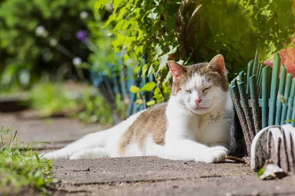 Kucing Domestik Tergeletak Teras — Stok Foto