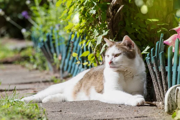 Kucing Domestik Tergeletak Teras — Stok Foto