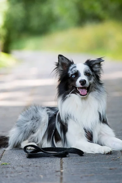 Hund Staden — Stockfoto