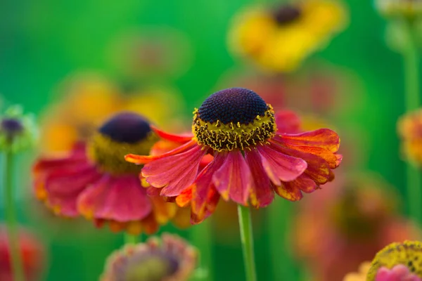 Asteraceae Florece Jardín —  Fotos de Stock