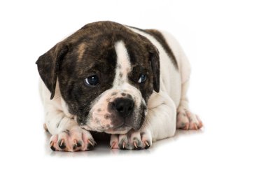 Yaşlı İngiliz buldog yavrusu beyazda izole edilmiş.