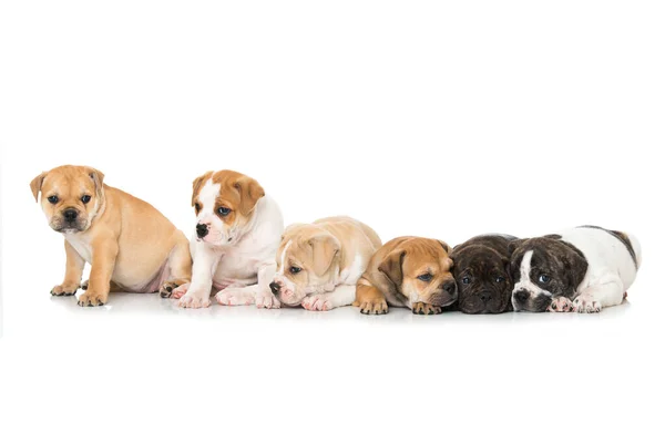 Six Old English Bulldog Puppies Isolated White — Stock Photo, Image