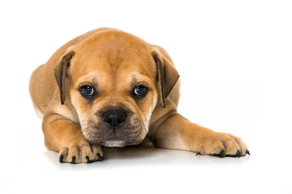 Old English Bulldog Puppy Isolated White — Stock Photo, Image