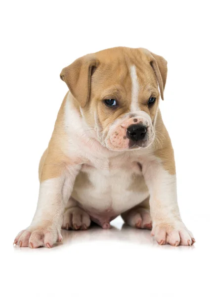 Antiguo Bulldog Inglés Aislado Blanco — Foto de Stock