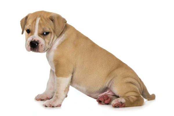 Oude Engelse Bulldog Puppy Geïsoleerd Wit — Stockfoto